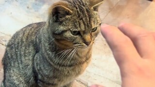 Cat: Do you still think I’m fierce?