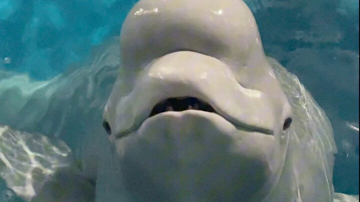 قال أحد المتابعين: الصغير الأسود يدخل جامعة تشينغهوا، والكبير الأبيض يشوي البطاطا الحلوة هههه.