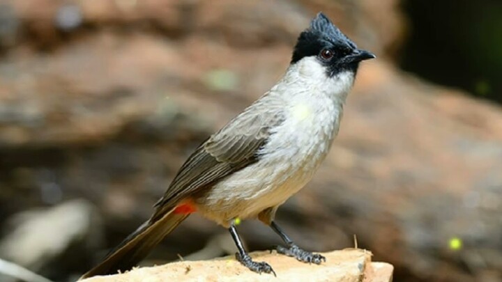 SUARA BURUNG KUTILANG COCOK UNTUK PANCINGAN DENGAN SUARA AIR MENGALIR