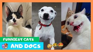 Funniest Cats and Dogs 🐱🐶 Funny Animals Videos 🤣