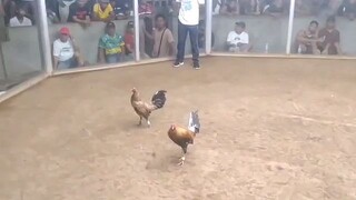 win  two hits ulutan