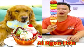 Thú Cưng TV | Đa Đa Thánh Chế #43 | Chó Golden Gâu Đần thông minh vui nhộn | Pets cute smart dog