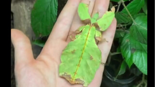 俄罗斯生物学家的家庭宠物