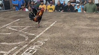 TeamHybreed mayahin Draw. na ngayaw kalaban🫡