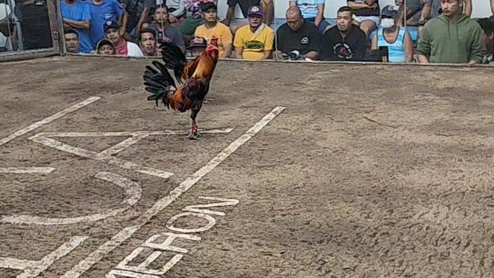 TeamHybreed mayahin Draw. na ngayaw kalaban🫡