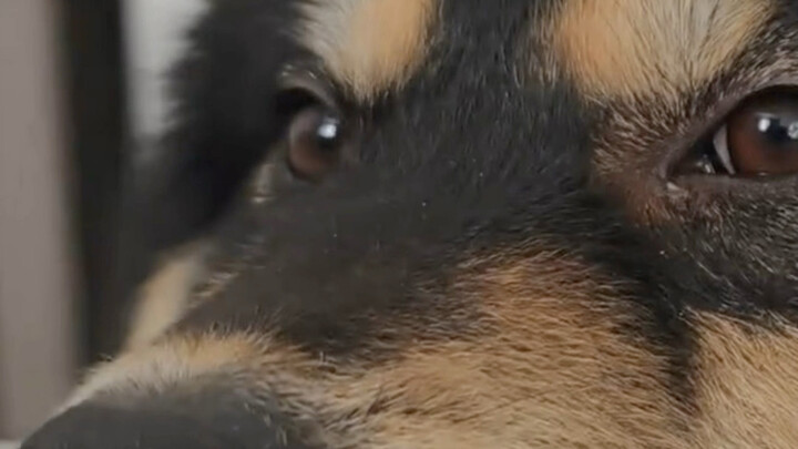 Good doggy loves to hum