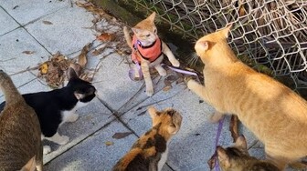 Khế Thúi ăn mừng 400k người theo dõi