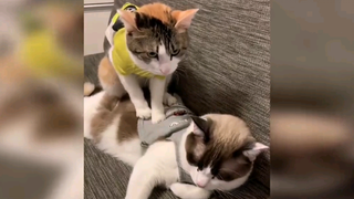 บ้านแมว Ep 22 วันนี้เรามานวดกัน