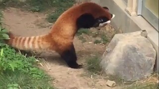 Ketika panda merah menyadari itu hanya sebuah batu...