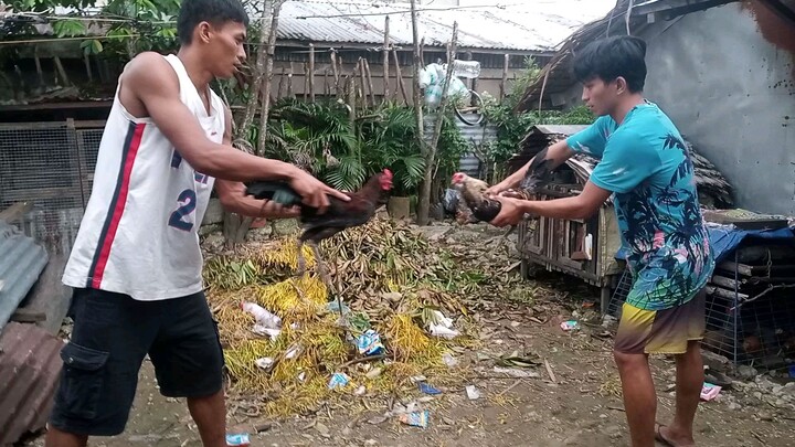 Alinbuyogin vs Talisayin👌🏻🐓