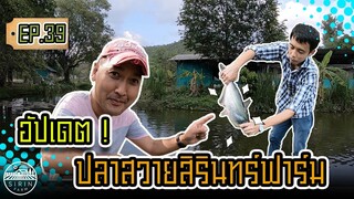 อัปเดต ปลาสวายสิรินทร์ฟาร์ม - [SIRINFARM]​ EP.39