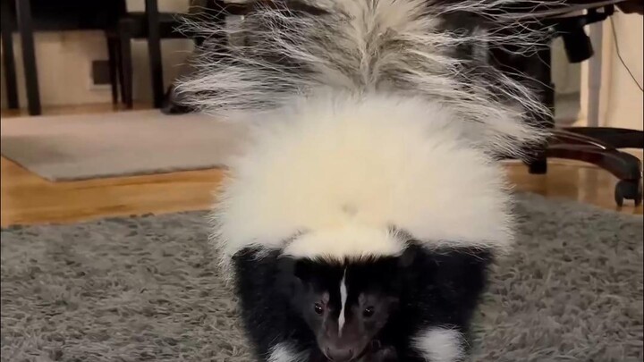 Kenapa jadi agak imut ya?