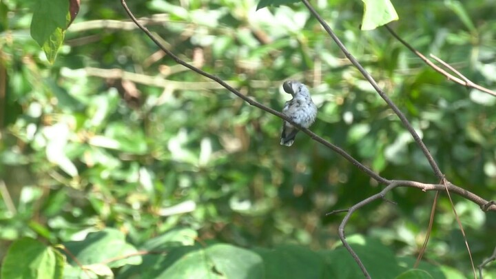 Come contattare la Latam? LATAM TELEFONO