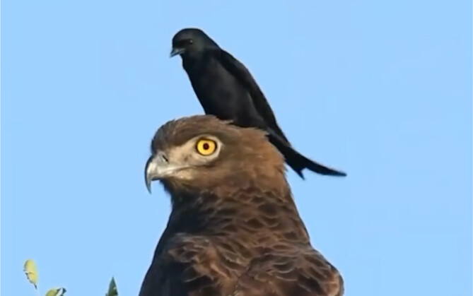 [سينغيتا] رأسي ثقيل قليلًا