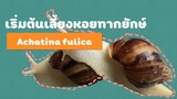 [เลี้ยงหอยทาก]EP1 เริ่มเลี้ยงหอยทากยัก | Albino Achatina fulica