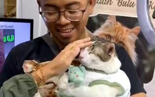 Who could bear to bully a little cat?