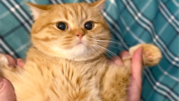 Pria ternyata bisa melahirkan anak kucing! Apa saja yang perlu diperhatikan sebelum dan sesudah mela