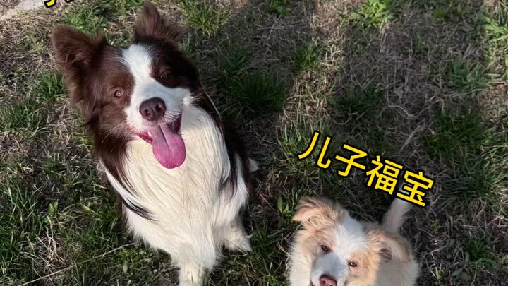 Hân hoan mang theo chú cún con chuyển vào ngôi nhà mới có sân vườn, vậy mà ngay hôm sau đã bị đầu độ