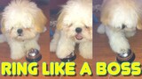 Shih tzu Puppy Knows How To Ring The Bell Like A Boss