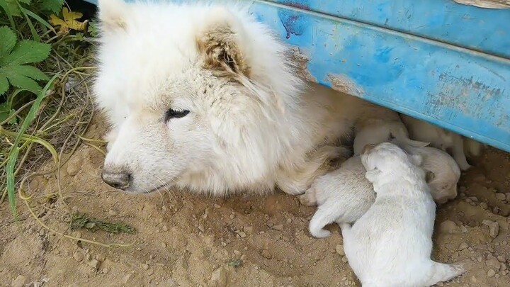 Chú chó Samoyed đi lạc đến công trường