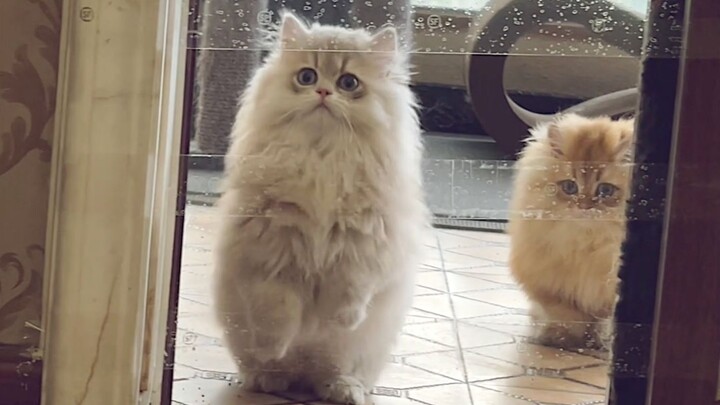 Kitten high-jump competition—do cats know their limits now??