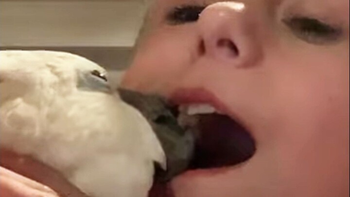 Parrot: Leave the emotional support to me.