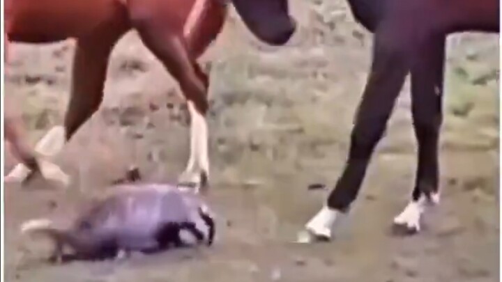 Bình Đầu Ca hình như hơi chết rồi