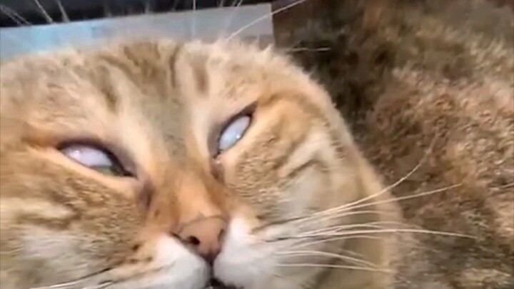 Animals with Messy, Unrefined Looks