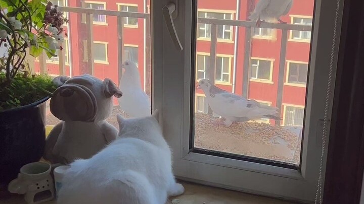 Even pigeons can go bald, hahaha!