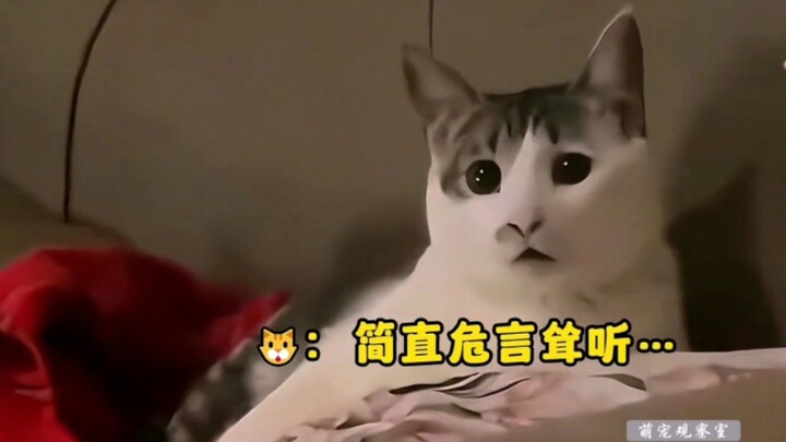 Kucing: “Jangan kira aku tidak mengerti bahasa manusia”