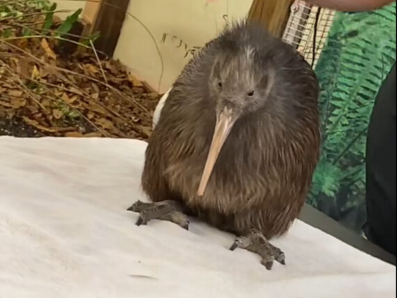 Burung kiwi juga disebut burung tak bersayap, si bodoh kecil yang tak bisa terbang.