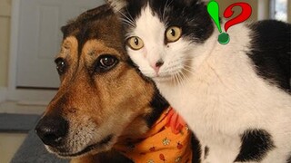 Funny And Cute Dogs And Cats Compilation 2019 | TRY NOT TO LAUGH Animals Funny Pet Fails