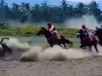 The poor racehorse still doesn’t know what it’s about to face.