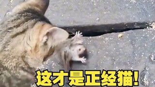 นี่แหละคือแมวที่จริงจัง!