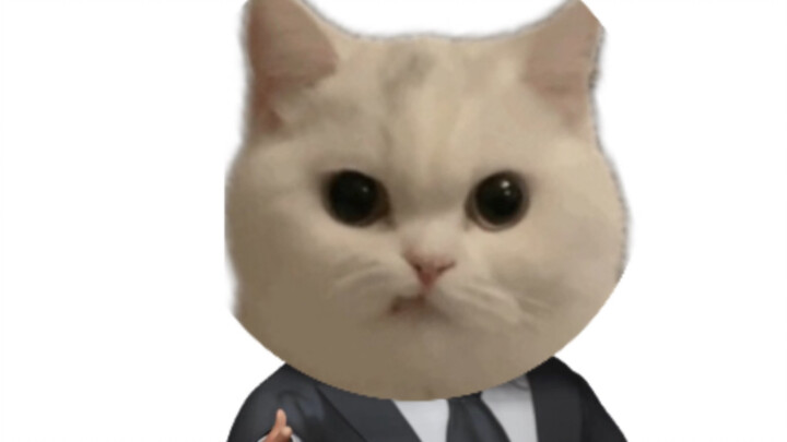 The Kitten Just Sent You a Video!