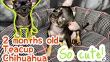 Teacup Chihuahua Puppy | 2 months old