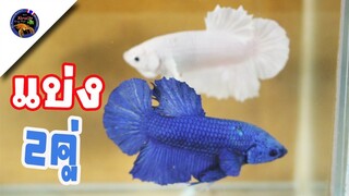 รีบ!!ปลากัดสวยๆผู้เมียมีแบ่งแค่2คู่เท่านั้นสำตล์korattv