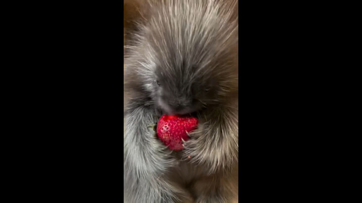 Do porcupines like strawberries?