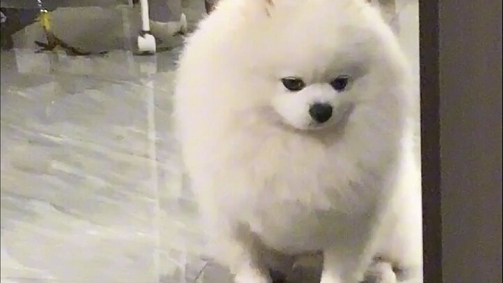 ما شكل حنين الجرو؟