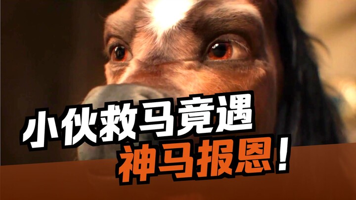 Người đàn ông cứu được một con ngựa trắng, nào ngờ ngựa trắng lại phái con lừa của mình ra phục vụ t