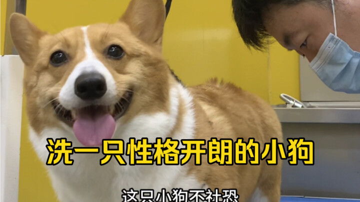 Chú cún này không ngại giao tiếp, là một chú corgi có tính cách vui vẻ