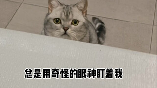 我家猫用了开塞露之后，竟发生了一些诡异的事情……