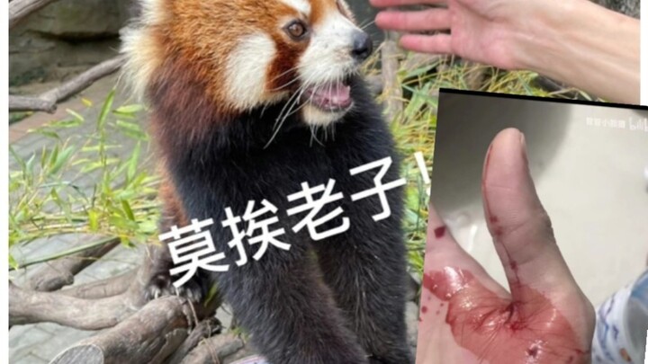 【Pelajaran berharga!!!】 Banyak netizen terjebak oleh penampilan imut dan tak berbahaya si panda keci