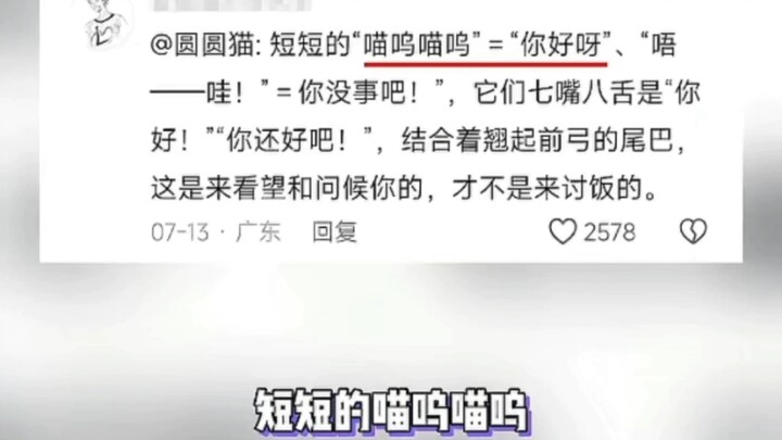 استنفدت الهرّة الصغيرة كل طاقتها القِطّية، واستدعت أقوى قطٍّ أسود وأكثر قطٍّ من فصيلة ليوهوا رشاقةً 