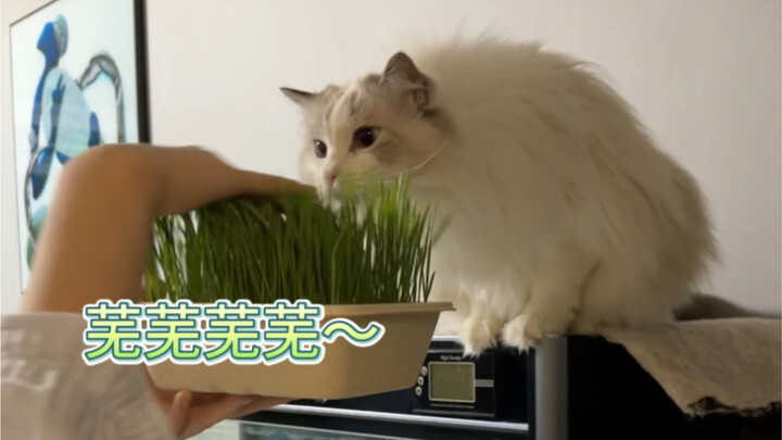 วันไหนไม่อัปเดต ก็เอาแต่ปลูกหญ้าแมวและเลี้ยงลูกแมว