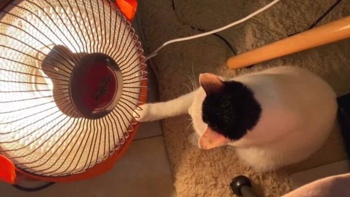 Cat Team’s Winter Warmth Guide!