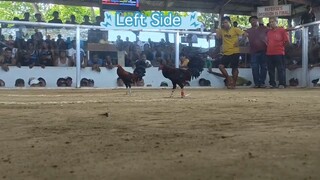 WIN vs Aged Cock #lateupload last month @ BCA