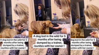 狗狗被训练机构遗弃 在野外流浪5个月后与主人团聚，那小心翼翼的眼神真让人心疼