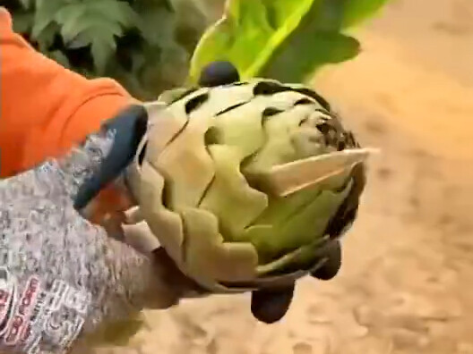 公摊面积最大的蔬菜