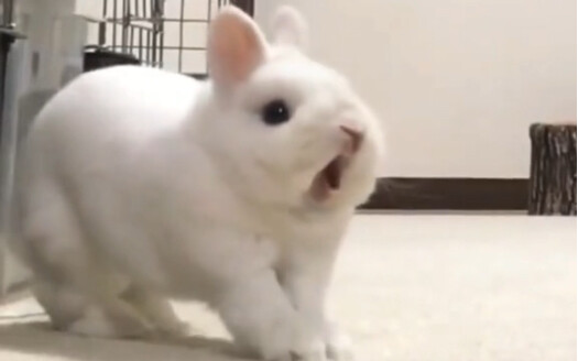 兔兔：我要吃了你，啊！！！